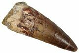 Fossil Spinosaurus Tooth - Real Dinosaur Tooth #354785-1